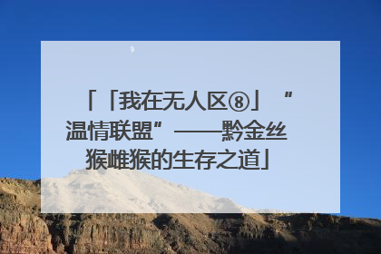 「我在无人区⑧」“温情联盟”——黔金丝猴雌猴的生存之道