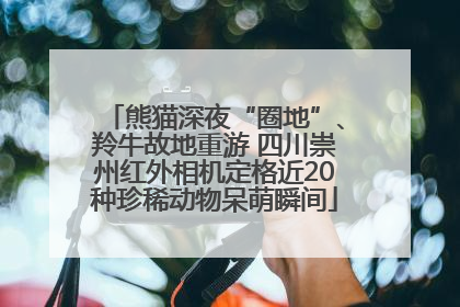 熊猫深夜“圈地”、羚牛故地重游 四川崇州红外相机定格近20种珍稀动物呆萌瞬间