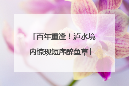 百年重逢！泸水境内惊现短序醉鱼草