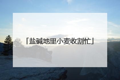 盐碱地里小麦收割忙