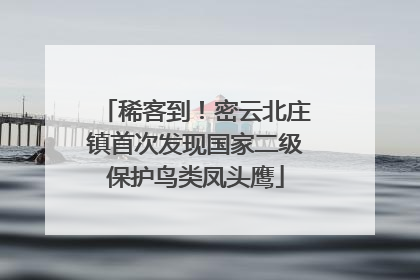 稀客到！密云北庄镇首次发现国家二级保护鸟类凤头鹰