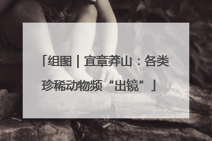组图｜宜章莽山：各类珍稀动物频“出镜”