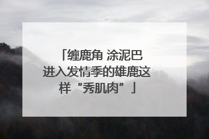 缠鹿角 涂泥巴 进入发情季的雄鹿这样“秀肌肉”