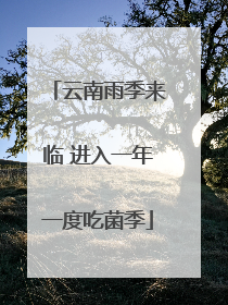 云南雨季来临 进入一年一度吃菌季