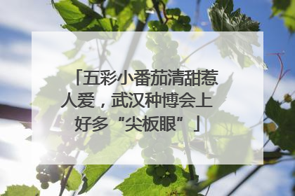 五彩小番茄清甜惹人爱，武汉种博会上好多“尖板眼”