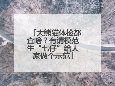 大熊猫体检都查啥？有请模范生“七仔”给大家做个示范