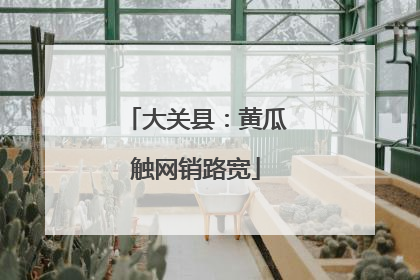 大关县：黄瓜触网销路宽