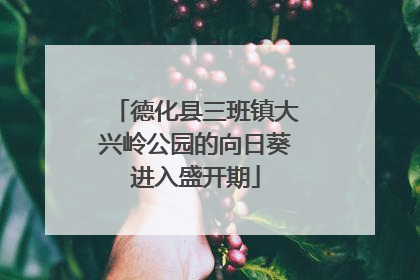 德化县三班镇大兴岭公园的向日葵进入盛开期