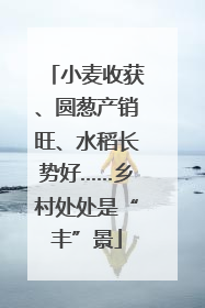 小麦收获、圆葱产销旺、水稻长势好……乡村处处是“丰”景
