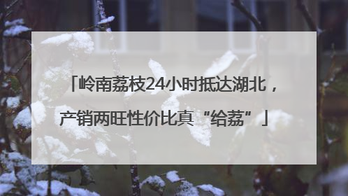 岭南荔枝24小时抵达湖北，产销两旺性价比真“给荔”