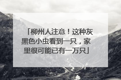 柳州人注意！这种灰黑色小虫看到一只，家里很可能已有一万只