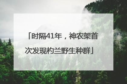 时隔41年，神农架首次发现杓兰野生种群