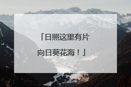 日照这里有片向日葵花海！