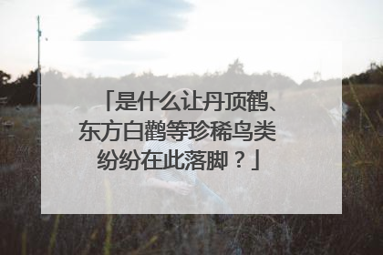是什么让丹顶鹤、东方白鹳等珍稀鸟类纷纷在此落脚？