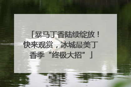 暴马丁香陆续绽放！快来观赏，冰城最美丁香季“终极大招”