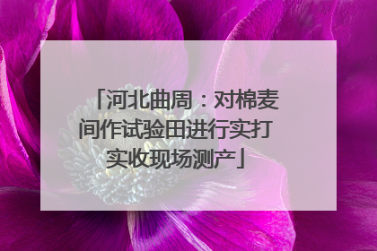 河北曲周：对棉麦间作试验田进行实打实收现场测产