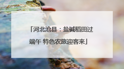 河北沧县：盐碱稻田过端午 特色农旅迎客来