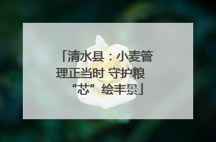 清水县：小麦管理正当时 守护粮“芯”绘丰景