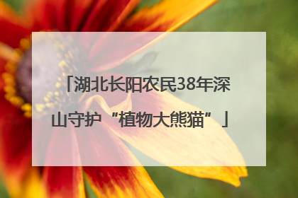 湖北长阳农民38年深山守护“植物大熊猫”