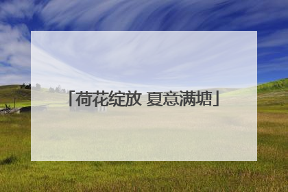 荷花绽放 夏意满塘