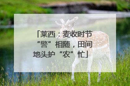 莱西：麦收时节“警”相随，田间地头护“农”忙
