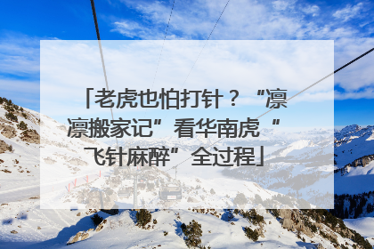 老虎也怕打针？“凛凛搬家记”看华南虎“飞针麻醉”全过程