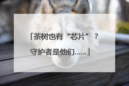 茶树也有“芯片”？守护者是他们……