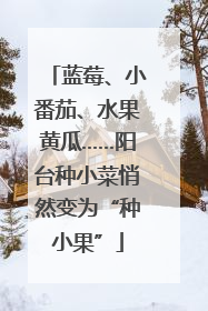 蓝莓、小番茄、水果黄瓜……阳台种小菜悄然变为“种小果”