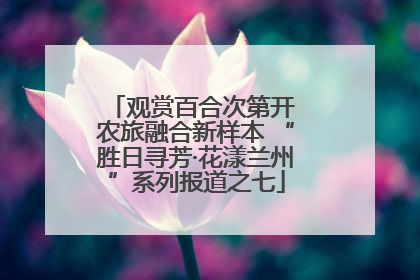 观赏百合次第开 农旅融合新样本 “胜日寻芳·花漾兰州”系列报道之七