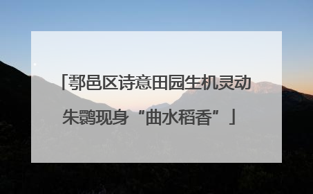 鄠邑区诗意田园生机灵动 朱鹮现身“曲水稻香”