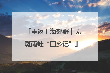 重返上海郊野｜无斑雨蛙“回乡记”