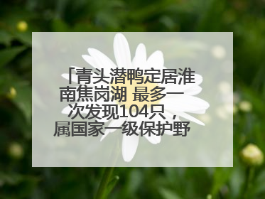 青头潜鸭定居淮南焦岗湖 最多一次发现104只，属国家一级保护野生动物