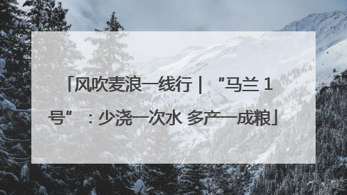 风吹麦浪一线行｜“马兰 1 号”：少浇一次水 多产一成粮