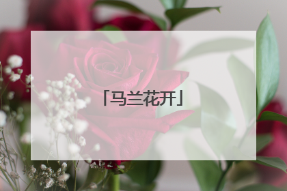 马兰花开